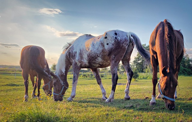 kůň uprostřed má na sobě fleky jako snowcap, ale můžeme si povšimnout že má na sobě také pár teček.