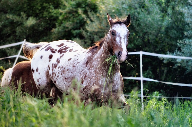 Kůň má vzadu blanket ale zároveň zepředu vidíme varnish